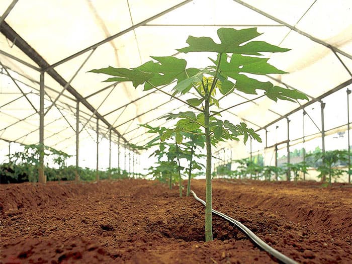 Aménagement hydro-agricole – Micro-irrigation