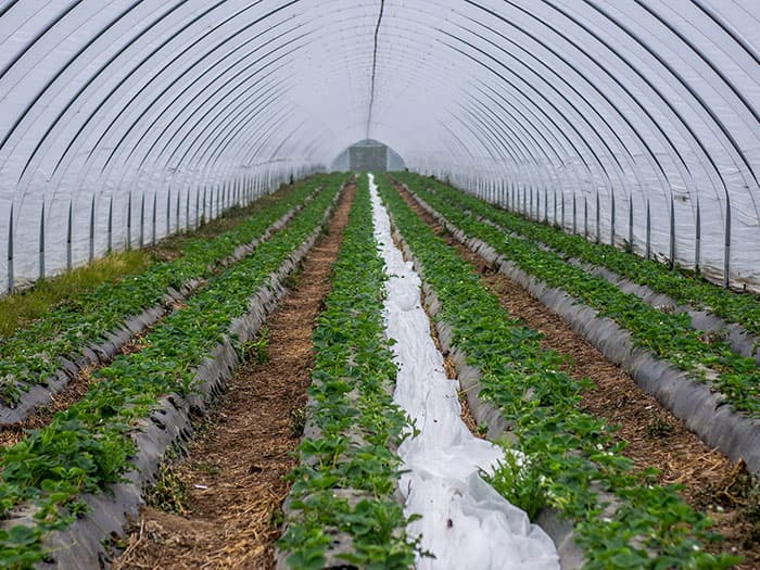 Aménagement hydro-agricole – Irrigation sous serre