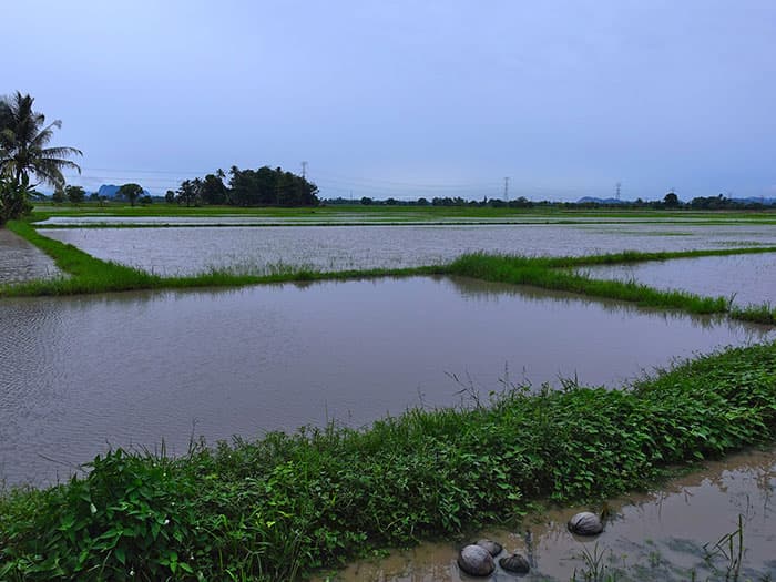 Aménagement hydro-agricole – Aménagement de bas-fonds