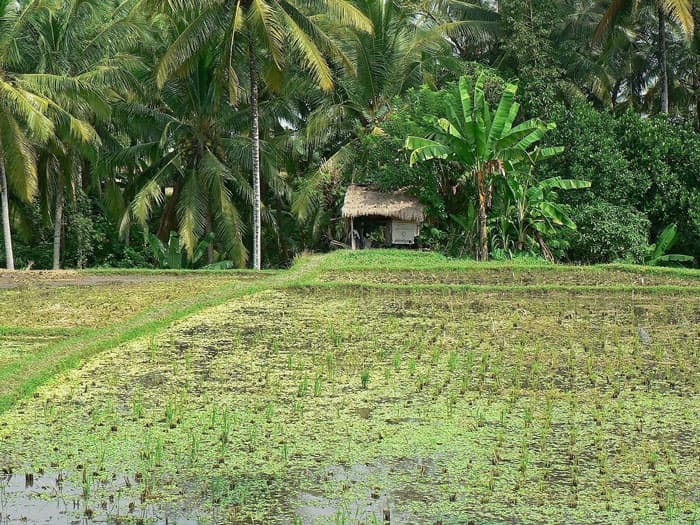 Aménagement hydro-agricole – Aménagement de bas-fonds