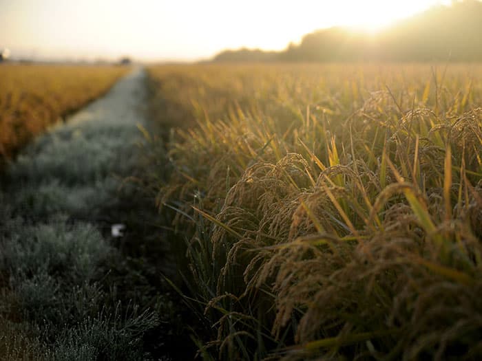 Aménagement hydro-agricole – Aménagement de bas-fonds