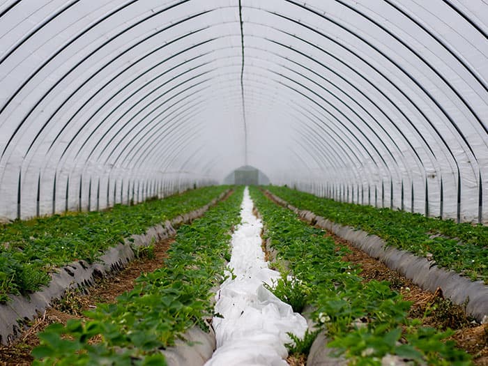Aménagement hydro-agricole – Irrigation sous serre
